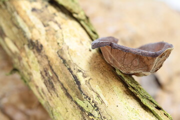 judasohr auch  holunderpilz, Auricularia auricula-judae