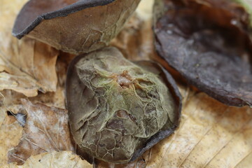 judasohr auch  holunderpilz, Auricularia auricula-judae