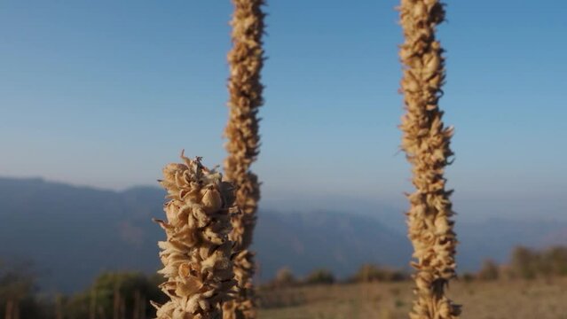 Verbascum thapsus, the great mullein plant in the Himalayan region of Uttarakhand, India.