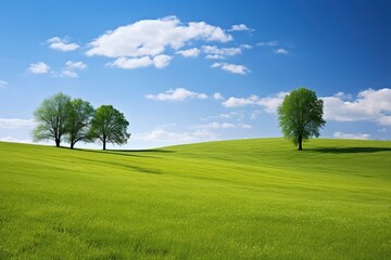 Sunny day on meadow field with green grass and blue sky - obrazy, fototapety, plakaty