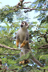 Ecuadorian Squirrel monkey small cute sitting in tree at the forest zoo - Mono barizo sentado en árbol Ecuador zoológico