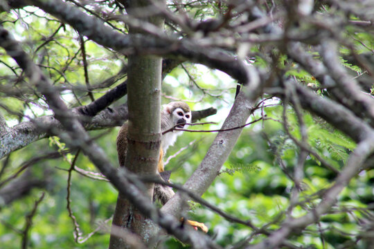 Ecuadorian Squirrel monkey small cute sitting in tree at the forest zoo - Mono barizo sentado en &aacute;rbol Ecuador zool&oacute;gico