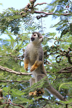Ecuadorian Squirrel monkey small cute sitting in tree at the forest zoo - Mono barizo sentado en &aacute;rbol Ecuador zool&oacute;gico