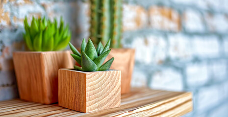 Various cactus and succulent plants in different pots. Potted cactus house plants on wooden shelf against brick wall. Green houseplants on shelf near brick wall. 
 - obrazy, fototapety, plakaty
