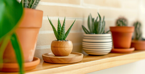 Various cactus and succulent plants in different pots. Potted cactus house plants on wooden shelf against brick wall. Green houseplants on shelf near brick wall. 
