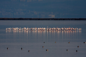 large waterfowl resting in the water, Greater Flamingo, Phoenicopterus roseus