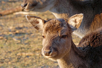Fototapeta premium fallow deer in the forest