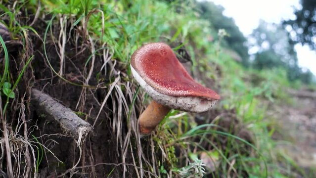 A variety of large Russula Mushroom emerging from a tree base. North Himalayan region of India.