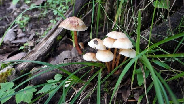 Gymnopus Mushroom growing in the forest of himalayan region in India.