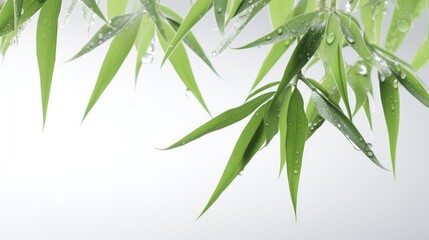 Obraz premium calming allure of bamboo leaves with water drops on a white background.
