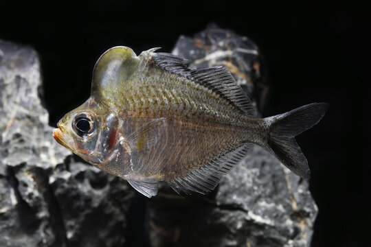 Humphead glassfish or perchlet (Parambassis pulcinella) popular aquarium fish from Ataran or Salween River Basin in Thailand and Myanmar