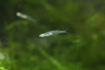 Miniature transparent fish Danionella cerebrum from Myanmar