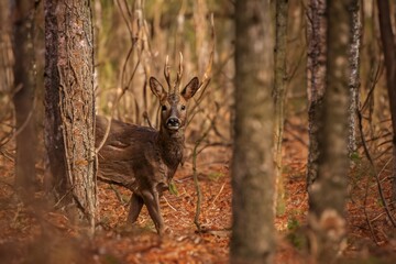 roe deer in the woods
