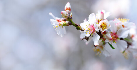 Spring nature background with lovely blooming almonds in pastel banner. Springtime concept