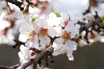 Blooming branches of almonds. Almond trees are covered with beautiful white and pink flowers.
