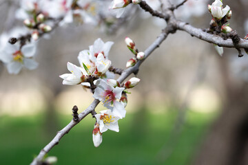 Blooming branches of almonds. Almond trees are covered with beautiful white and pink flowers.