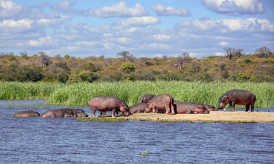 Herd of hippos of different ages and genders is resting and digesting food on sandy island.
