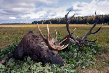Trophies of red deer and European elk in the traditional layout in oak leaves after hunting for...
