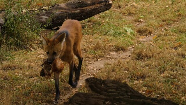 A maned wolf walking along a meadow with a dead chicken.