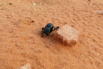 Käfer im Wadi Rum,eine geschützte Wüstenwildnis im südlichen Jordanien. Sie verfügt über beeindruckende Sandsteinberge, Sanddünen und Felsbögen.