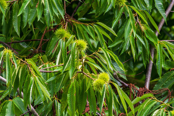 Fresh chestnut tree fruits and leaves in natural sunlight