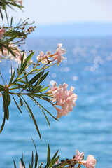Pale pink oleander flowers growing by the sea. Selective focus.