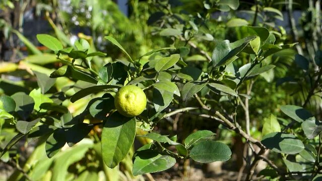 Djeruk limau commonly know as lime or lemon hanging on a tree in an Indian garden.