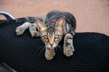 close-up stray cat with a red collar