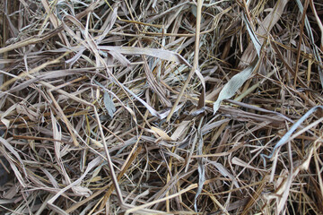 Background of texture of dried brown rice straw