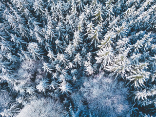 Top down drone shot of frozen tree tops in a winter wonderland forest in southern Bavaria, Germany	