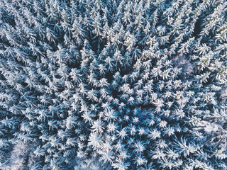 Top down drone shot of frozen tree tops in a winter wonderland forest in southern Bavaria, Germany	