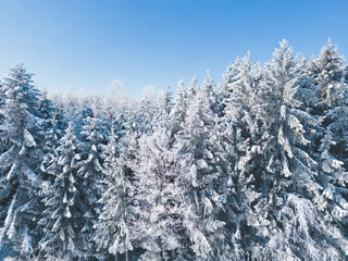 Frozen trees against a perfect blue sky in a winter wonderland in southern Bavaria, Germany