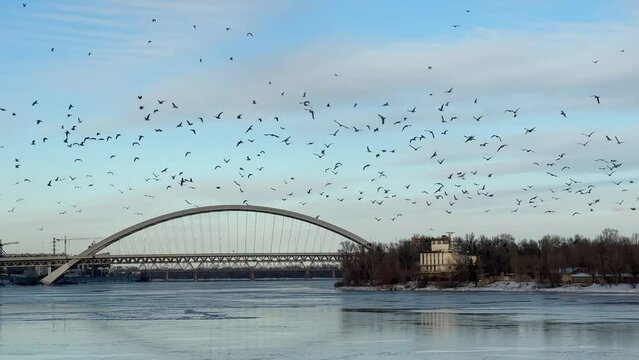 Flock of migratory birds flying near bridge over the Dnieper river.