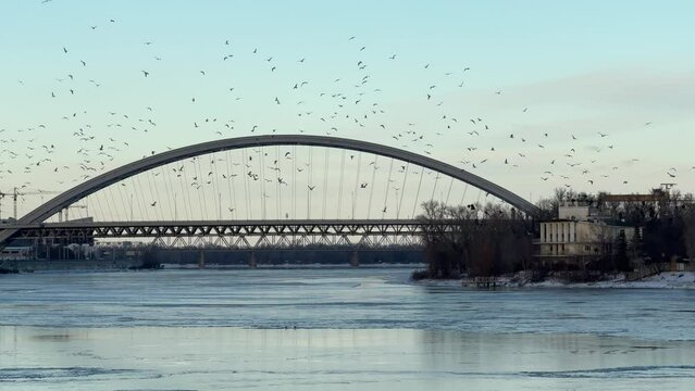 Huge flock of birds flying over city harbor bridge in winter day