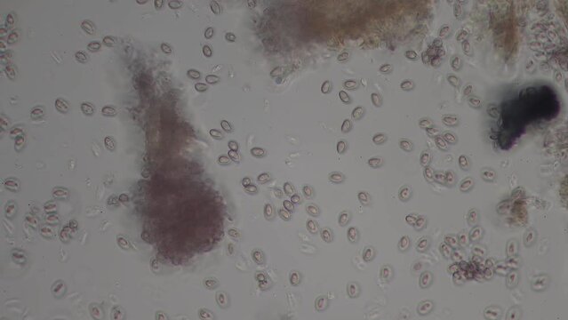 Hypholoma mushroom spores