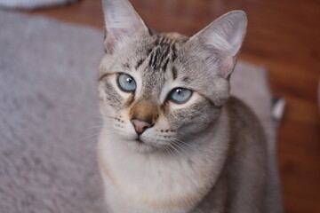 Grey Cat