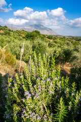 Fototapeta na wymiar Rosemary in Crete
