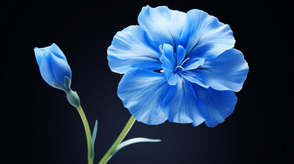  iris flower