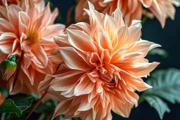 Poster Dahlia flowers of the year 2024 Peach fuzz on a dark background © Nataliia