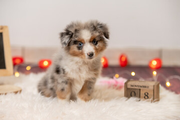 Chiot de race berger australien dans un élevage 