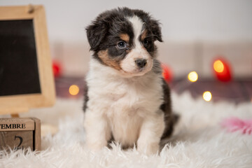 Chiot de race berger australien dans un élevage 