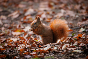 Cute young red squirrel in a natural park in warm morning light. Very cute animal, interesting about its surroundings, colorful, looking funny. Jumping and climbing trees, running, eating