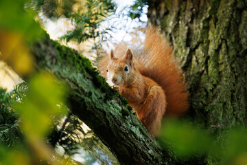 Cute young red squirrel in a natural park in warm morning light. Very cute animal, interesting about its surroundings, colorful, looking funny. Jumping and climbing trees, running, eating
