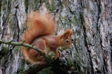 Cute young red squirrel in a natural park in warm morning light. Very cute animal, interesting about its surroundings, colorful, looking funny. Jumping and climbing trees, running, eating