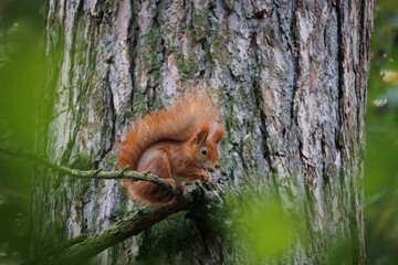 Cute young red squirrel in a natural park in warm morning light. Very cute animal, interesting about its surroundings, colorful, looking funny. Jumping and climbing trees, running, eating