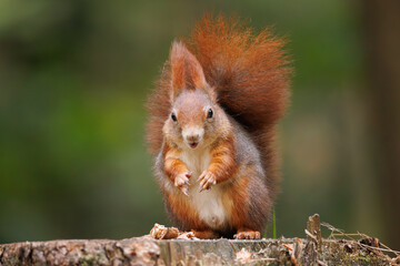 Cute young red squirrel in a natural park in warm morning light. Very cute animal, interesting about its surroundings, colorful, looking funny. Jumping and climbing trees, running, eating