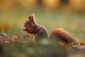 Cute young red squirrel in a natural park in warm morning light. Very cute animal, interesting about its surroundings, colorful, looking funny. Jumping and climbing trees, running, eating