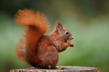 Cute young red squirrel in a natural park in warm morning light. Very cute animal, interesting about its surroundings, colorful, looking funny. Jumping and climbing trees, running, eating
