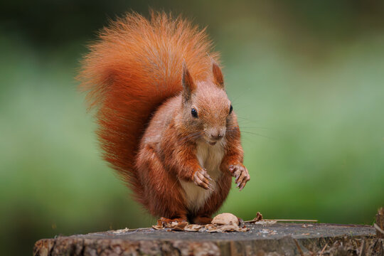 Cute young red squirrel in a natural park in warm morning light. Very cute animal, interesting about its surroundings, colorful, looking funny. Jumping and climbing trees, running, eating
