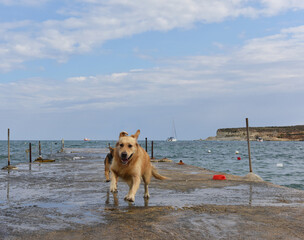 Humorous photo of playing dog near the se, Marsaskala, Malta. Dog playing in St Thomas bay in Marsaskala